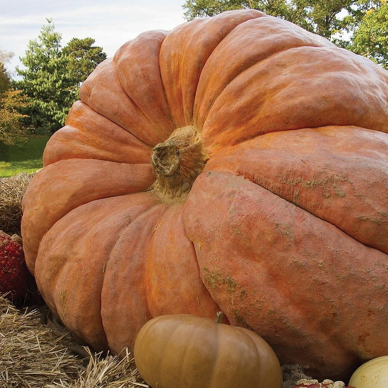 Atlantic Giant Pumpkin Seeds