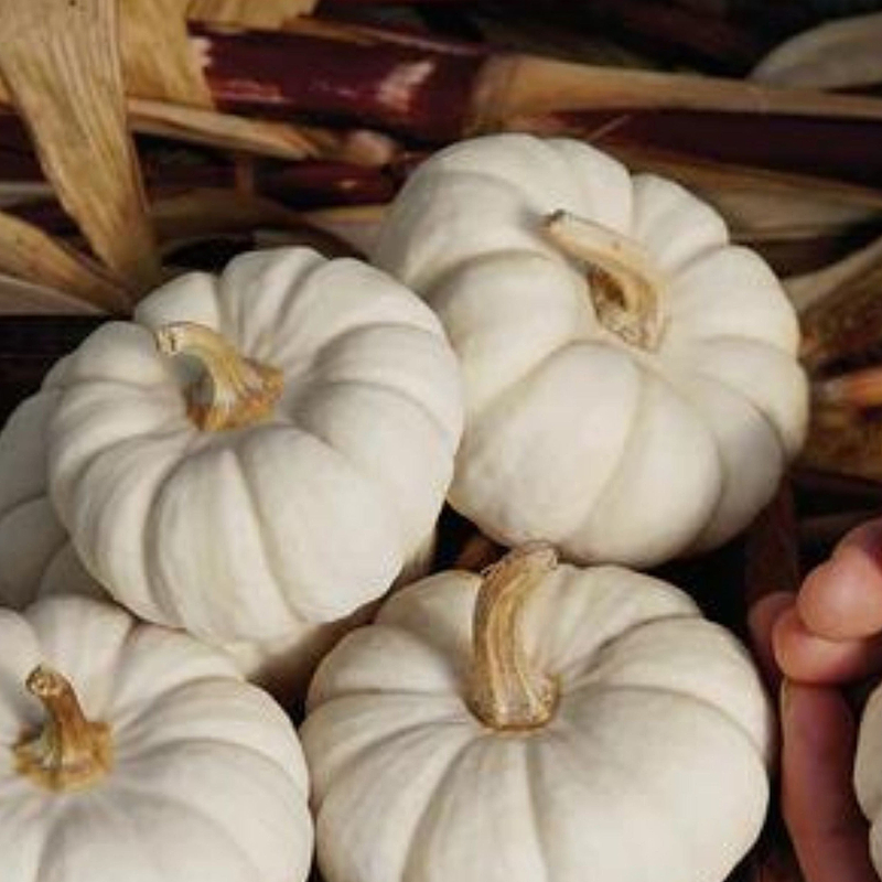 Baby Boo Pumpkin Seeds