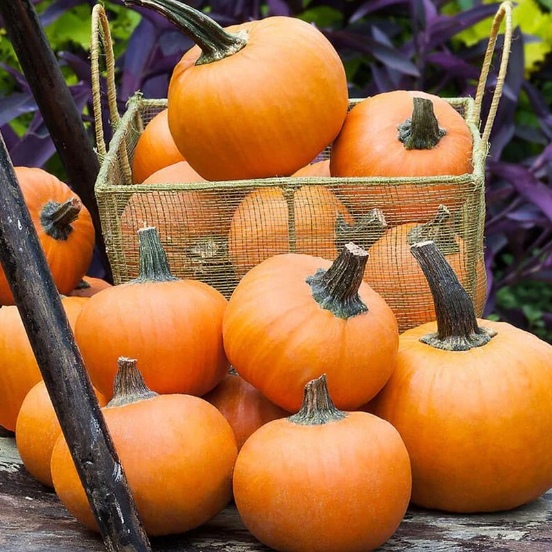 Wee-Be-Little Pumpkin Seeds