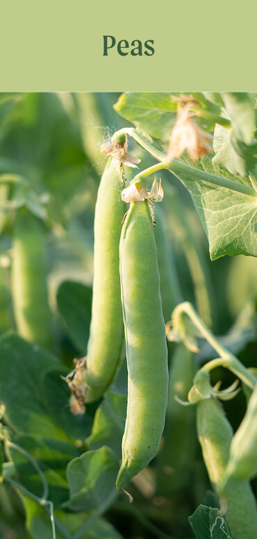 Vego garden beds