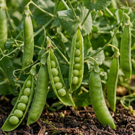 Peas