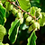 Prolific Kiwi