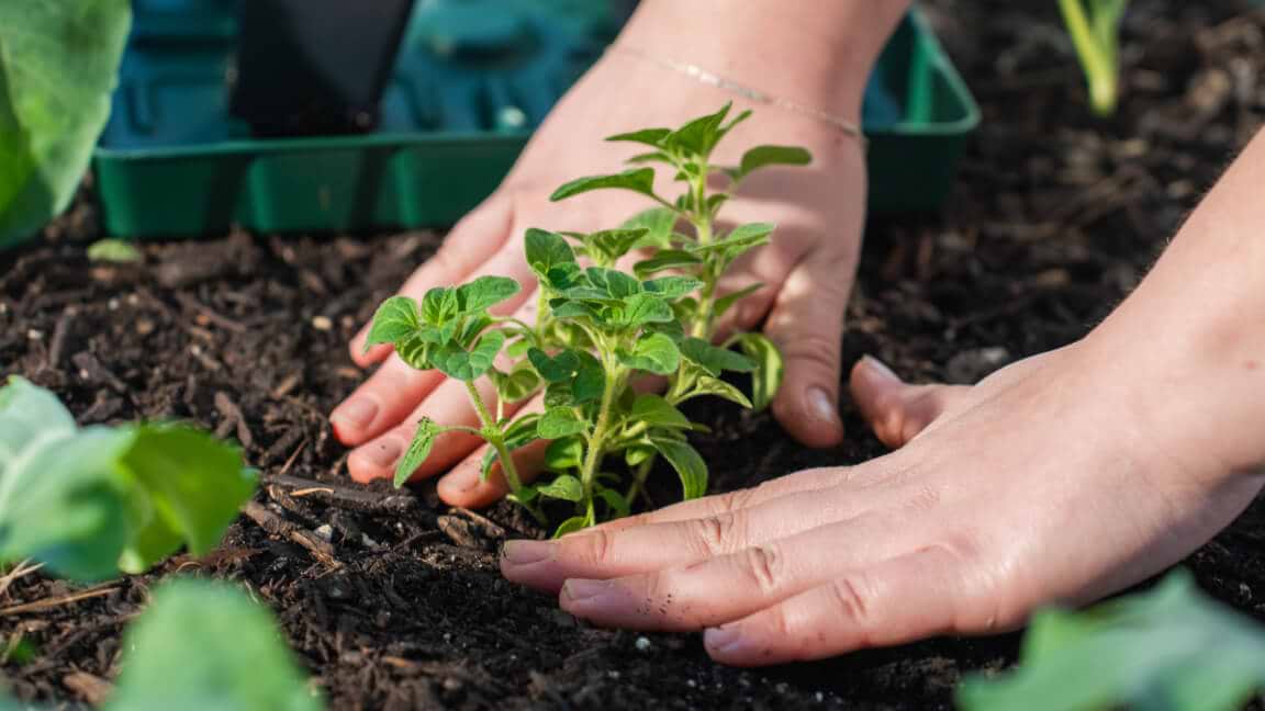 Vego garden beds