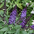 Pugster Blue® Butterfly Bush