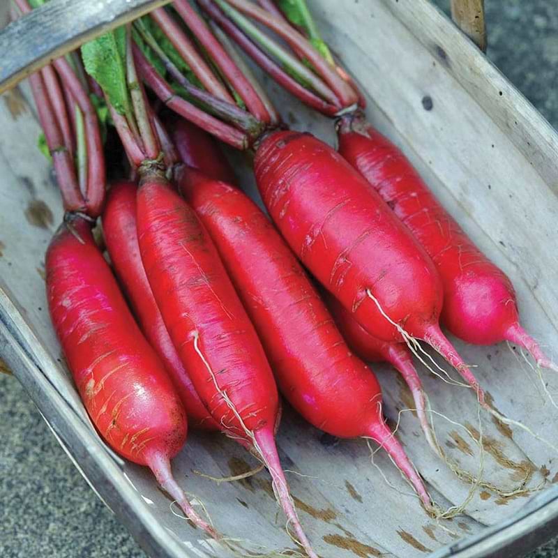 China Rose Radish Seeds