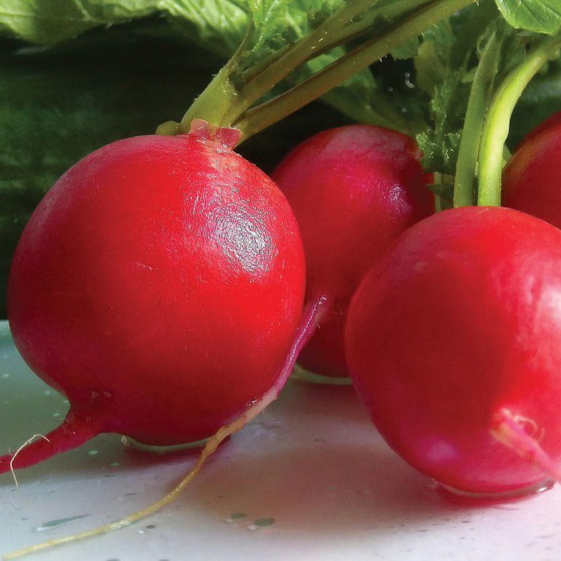 German Giant Radish Seeds