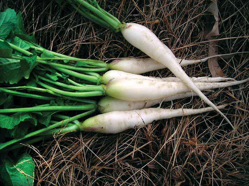 White Icicle Radish Seeds