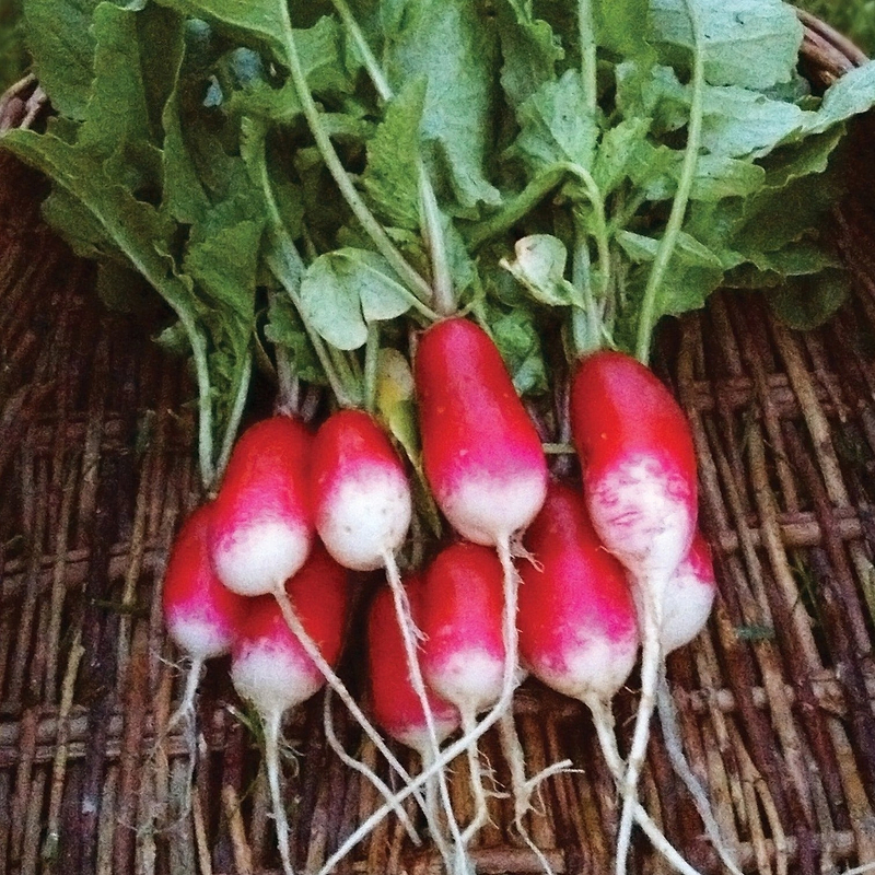 French Breakfast Radish Seeds