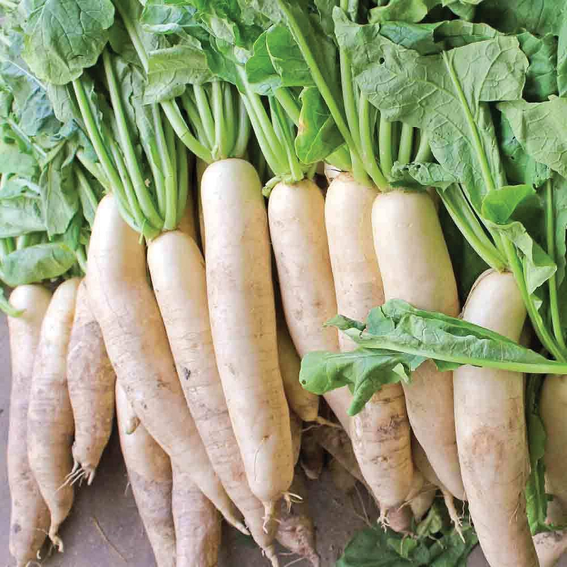 Daikon Radish Seeds