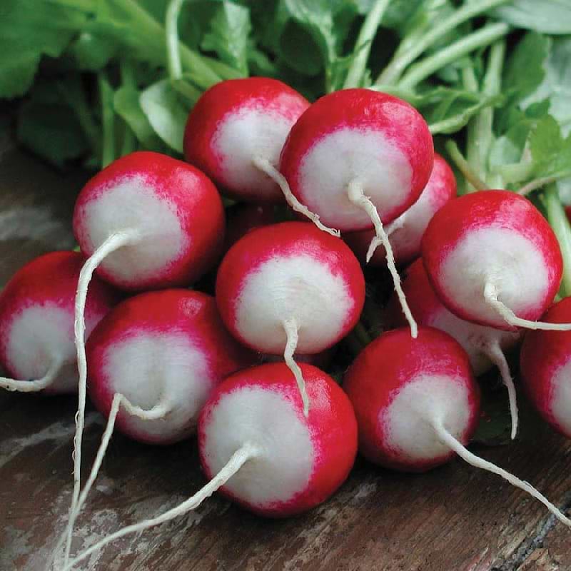 Sparkler White Tip Radish Seeds