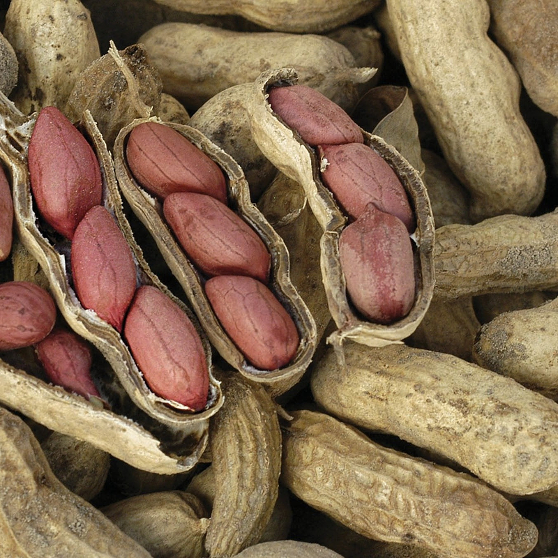 Virginia Peanut Seeds
