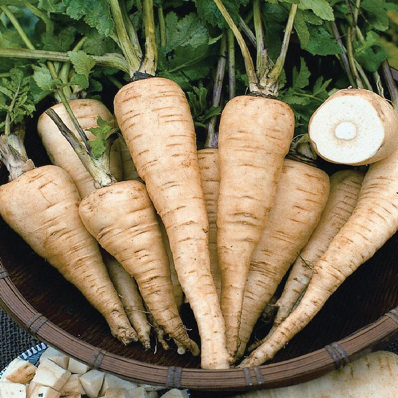 Hollow Crown Parsnip Seeds