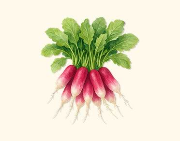 Radish Seeds