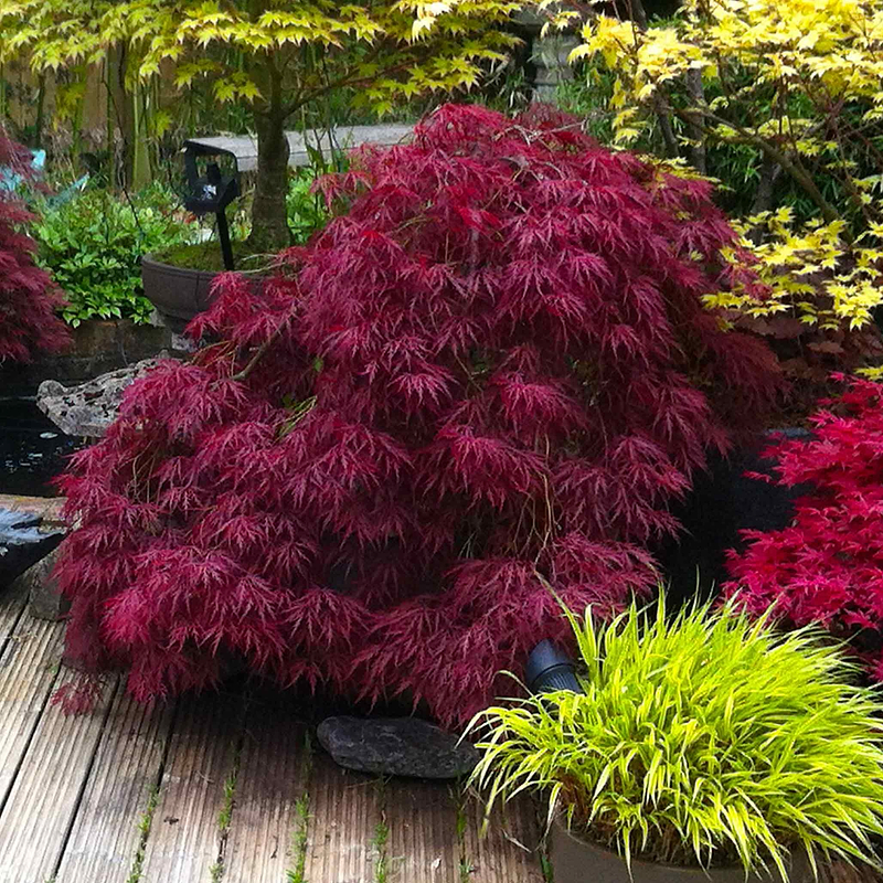 Red Dragon Japanese Maple Tree