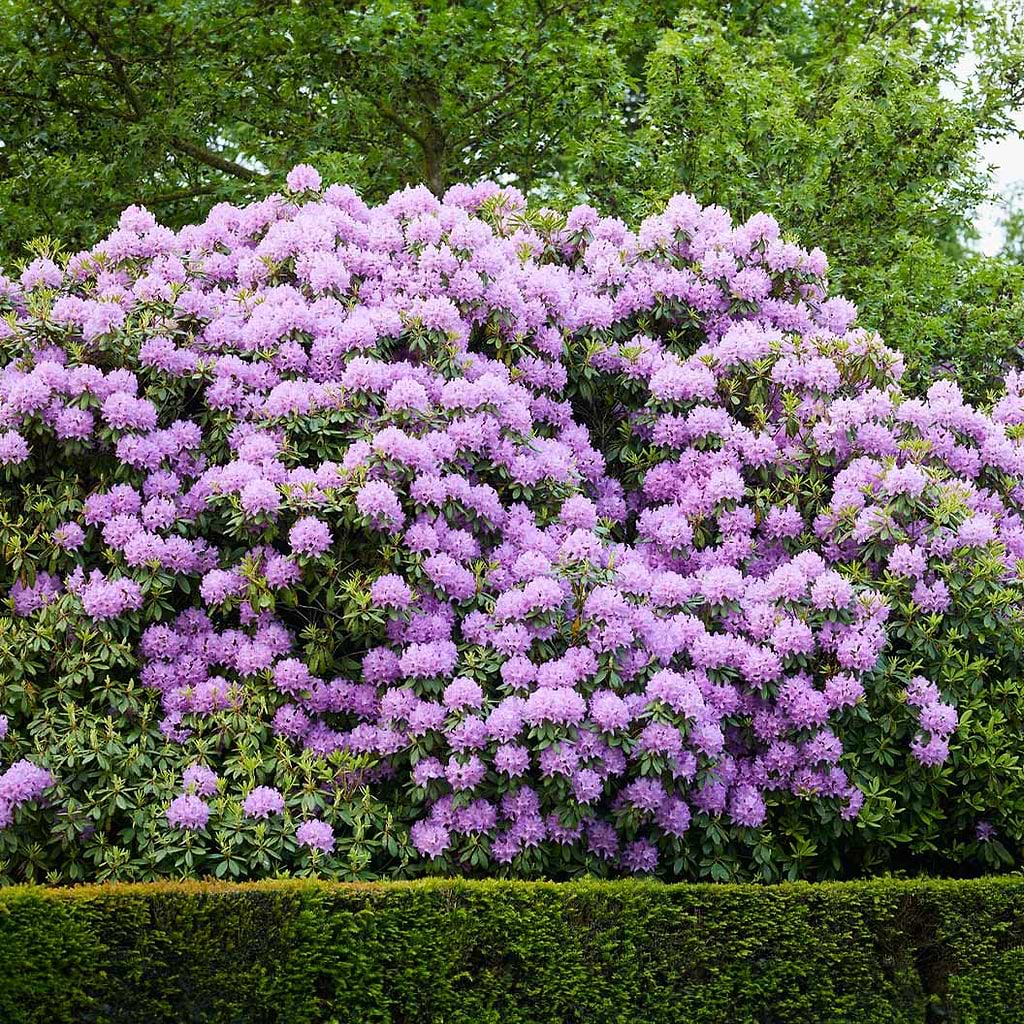 Rhododendron-catawbiense-