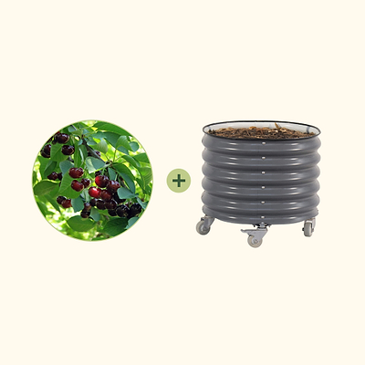 Romeo Cherry Tree with Rolling Planter