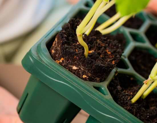 built to spill planting seeds Giga Seedling Tray