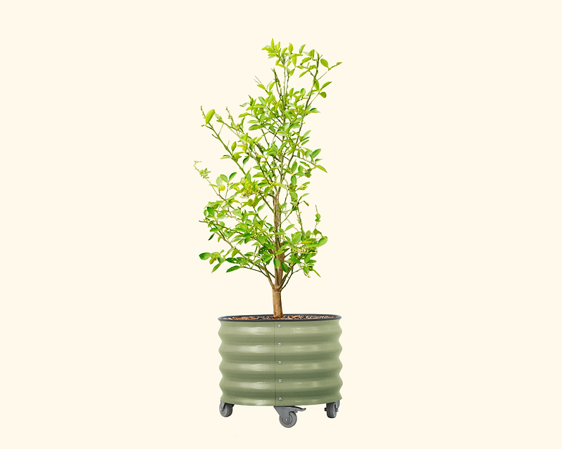 sky factory bonsai trees auto farm Vego Classic Rolling Tree Planter