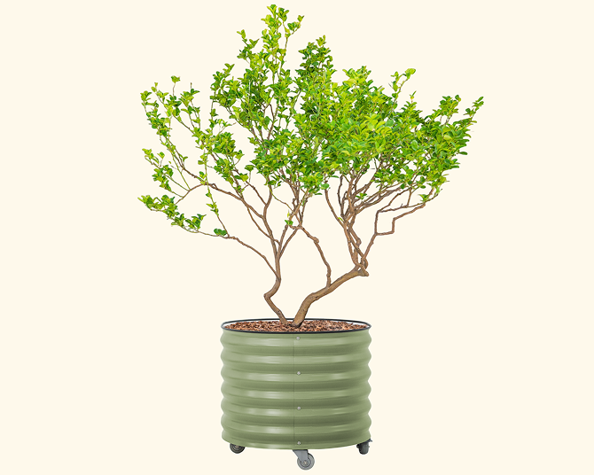 big planter pots for trees Classic Rolling Citrus Tree Planter - 45 Gallon