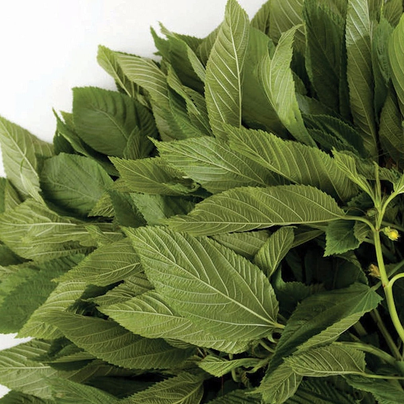 Egyptian Spinach Seeds