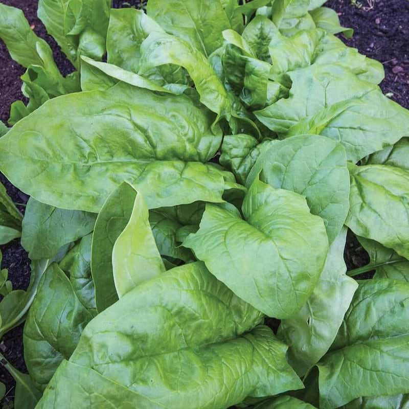 Viroflay Spinach Seeds