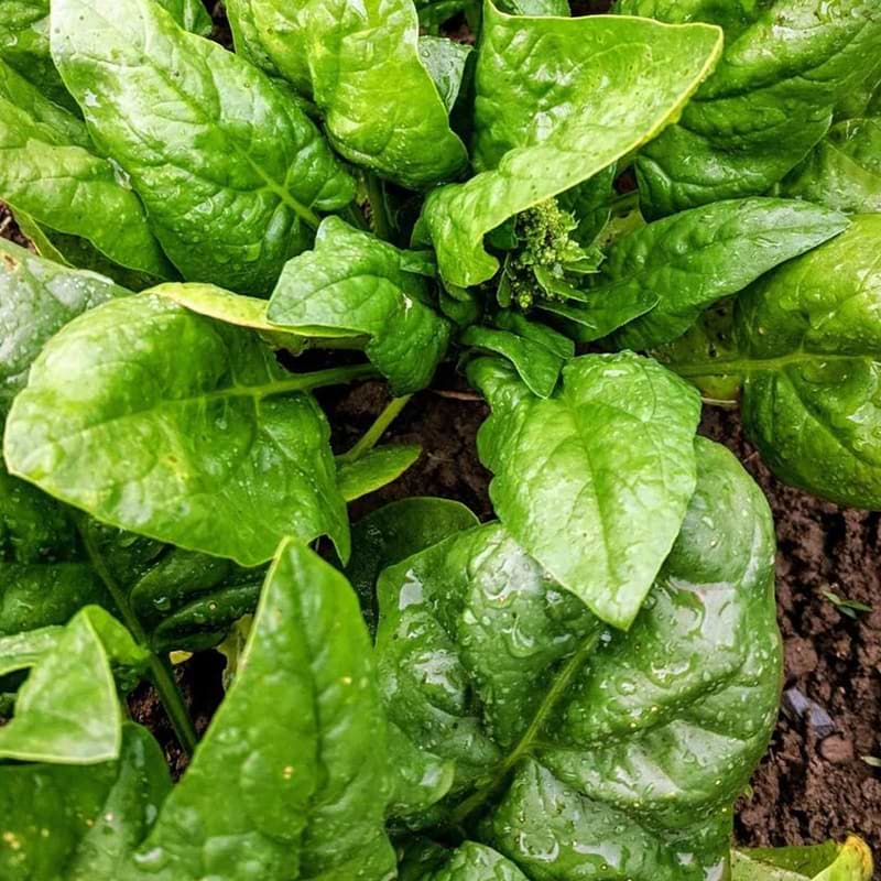 Butterflay Spinach Seeds