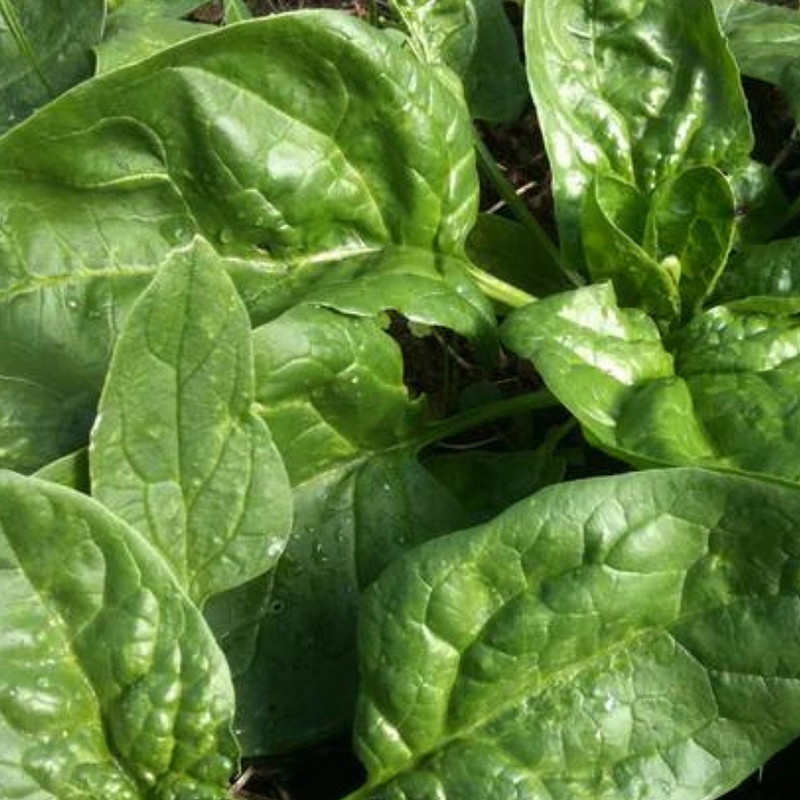 Winter Giant Spinach Seeds