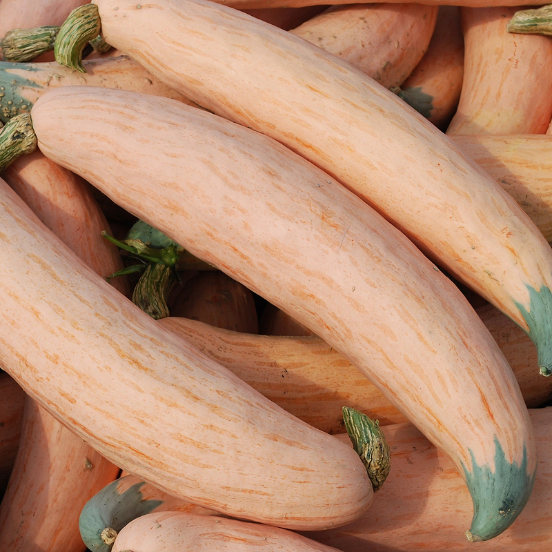 North Georgia Candy Roaster Squash Seeds