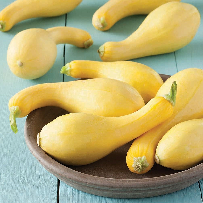 Crookneck Squash Seeds