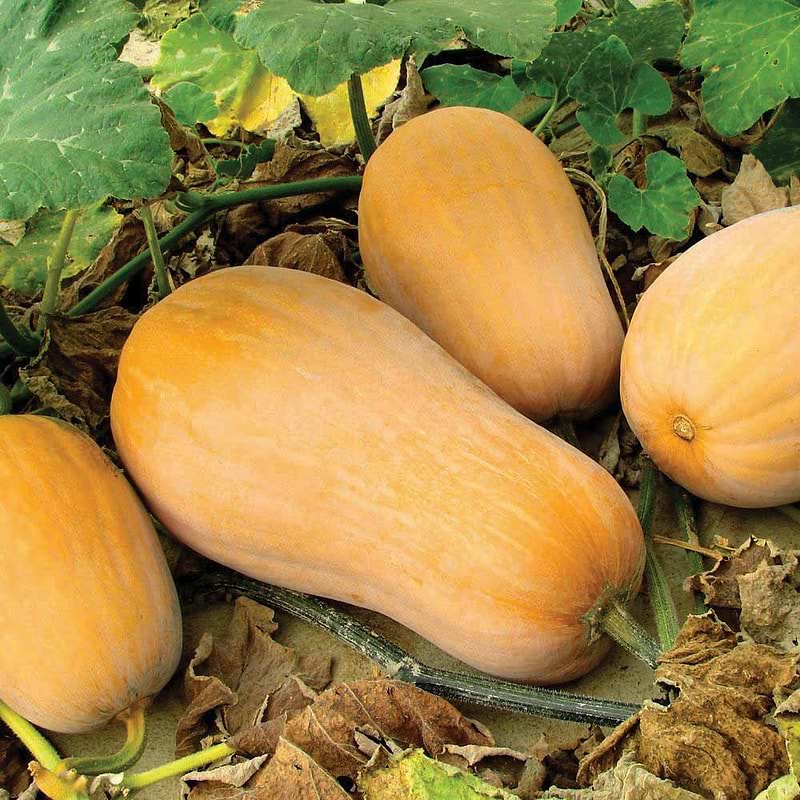 Waltham Butternut Squash Seeds