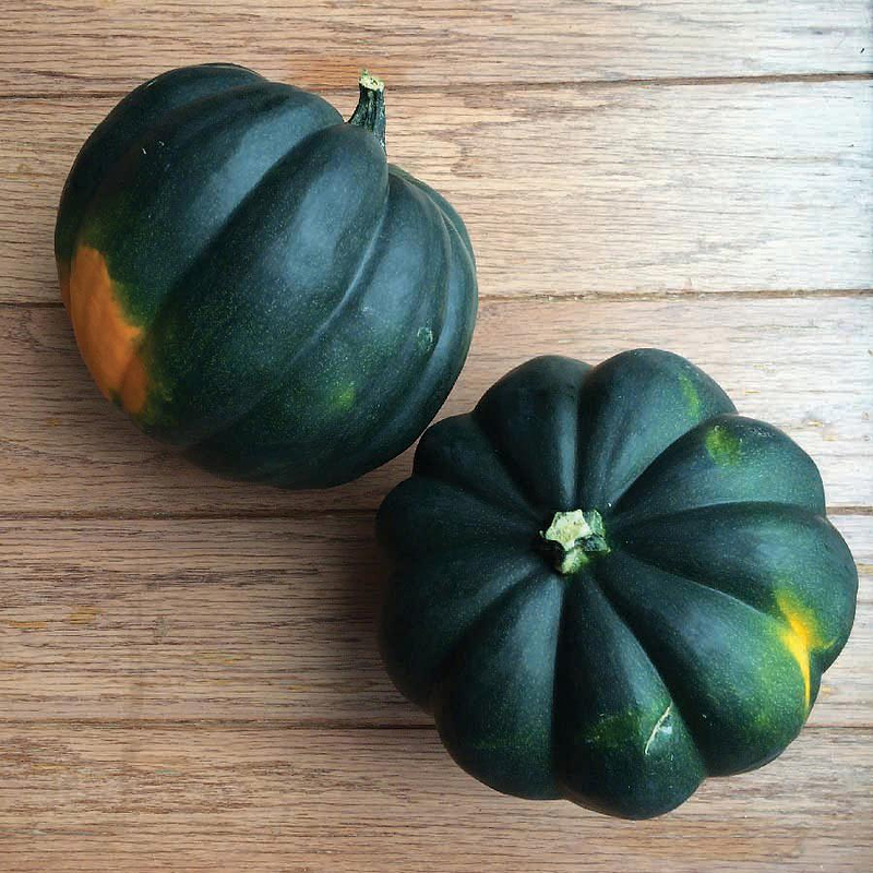 Table King Bush Acorn  Squash Seeds