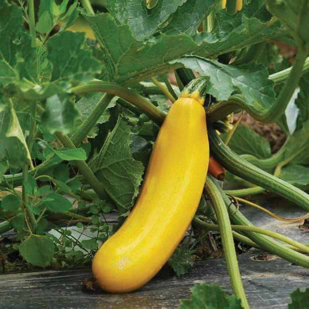 Golden Zucchini Seeds