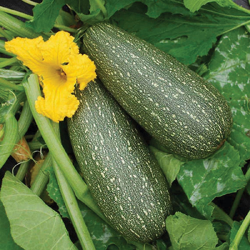 Grey Zucchini Seeds