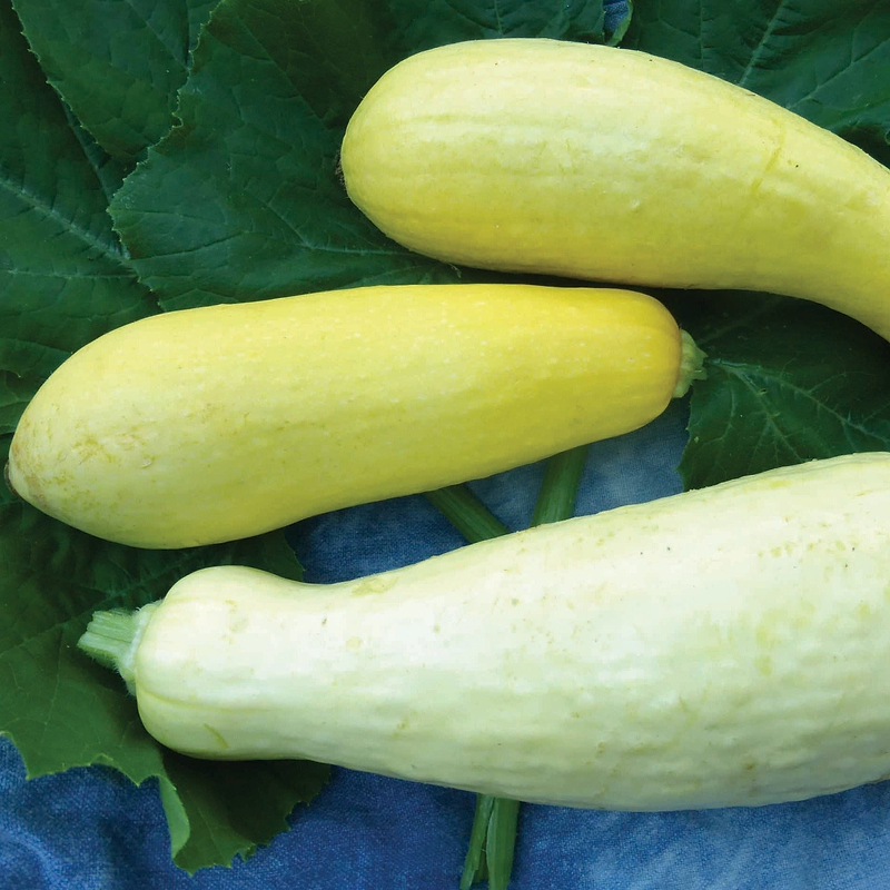 Early Prolific Straightneck Squash Seeds