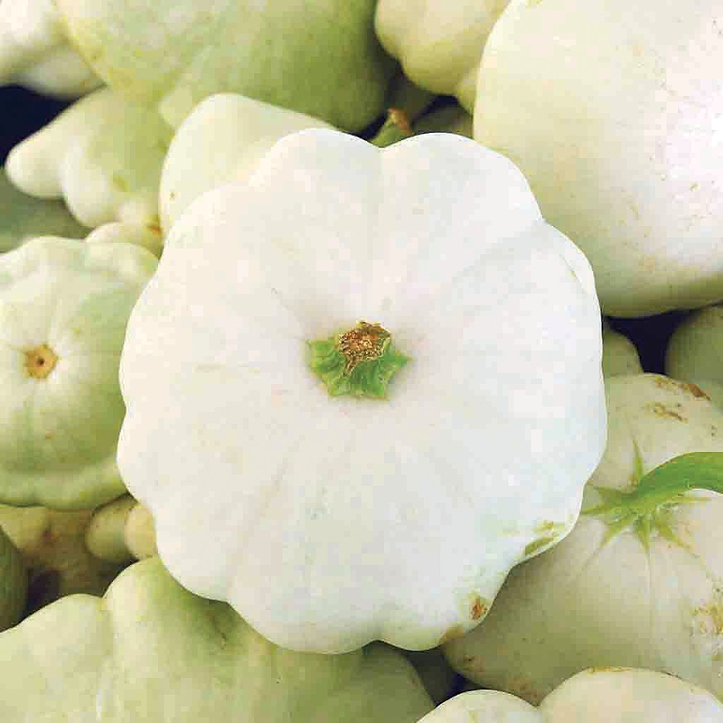 White Scallop Squash Seeds