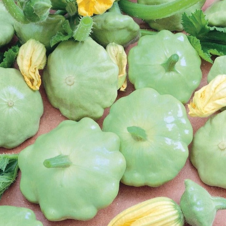 Green Scallop Bennings Squash Seeds