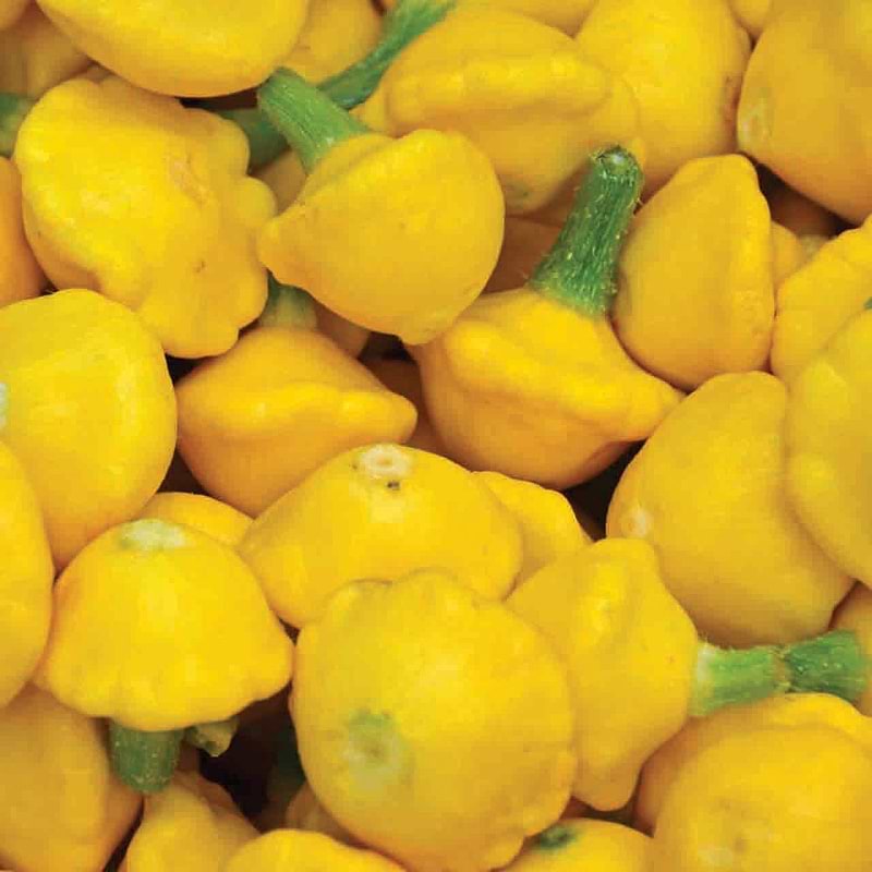 Yellow Scallop Squash Seeds