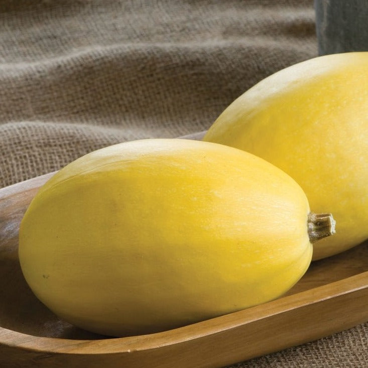 Vegetable Spaghetti Squash Seeds