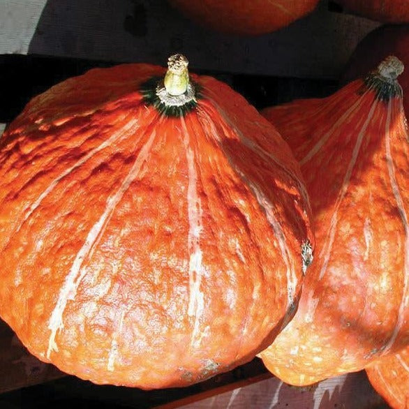Golden Hubbard Squash Seeds