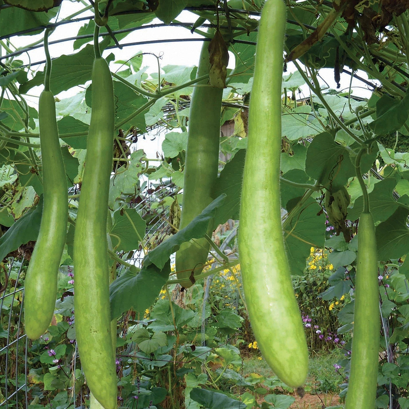 Cucuzzi Squash Seeds