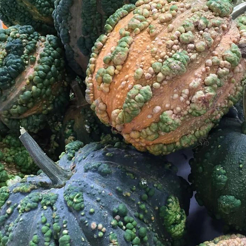 Musquee De Maroc Squash Seeds