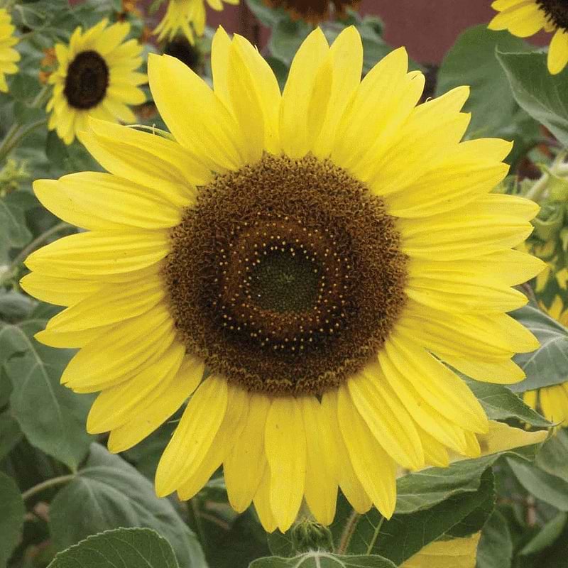 Lemon Queen Sunflower Seeds