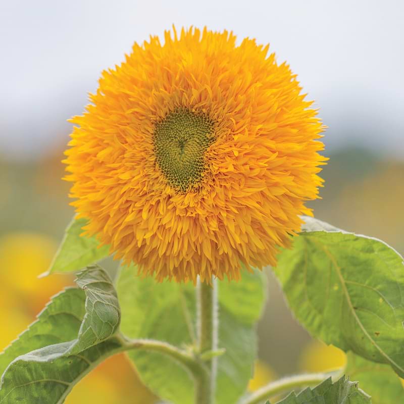Sungold Tall Sunflower Seeds