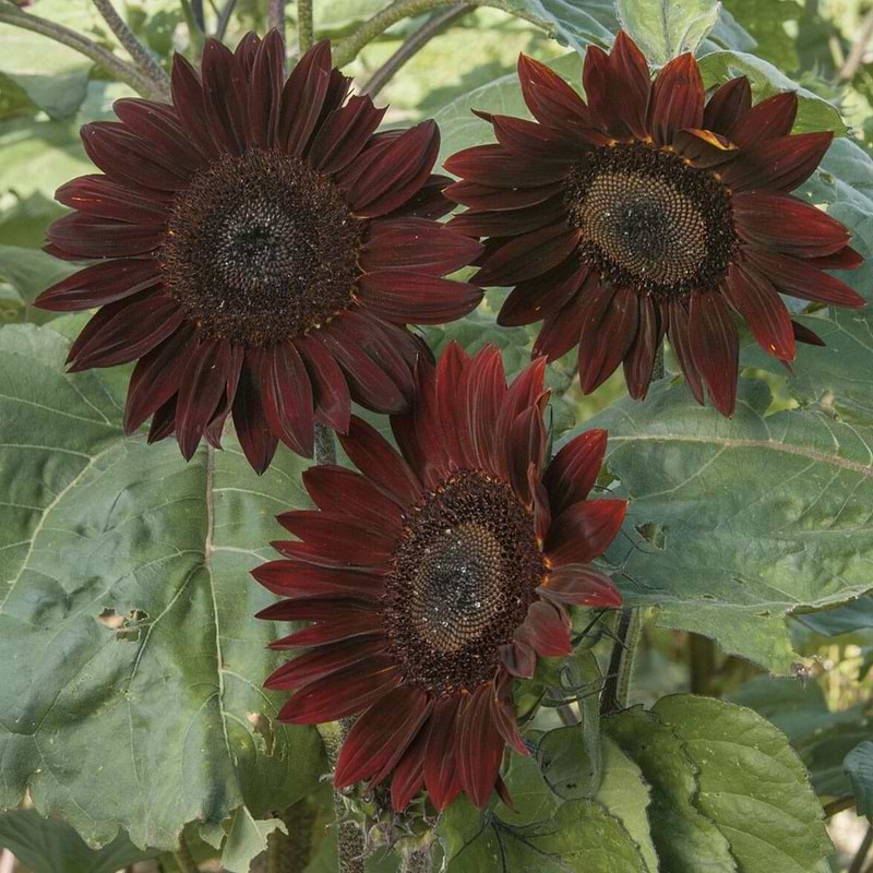 Chocolate Cherry Sunflower Seeds