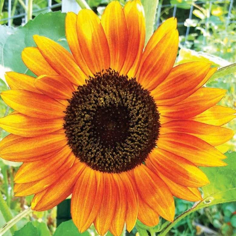 Autumn Beauty Sunflower Seeds