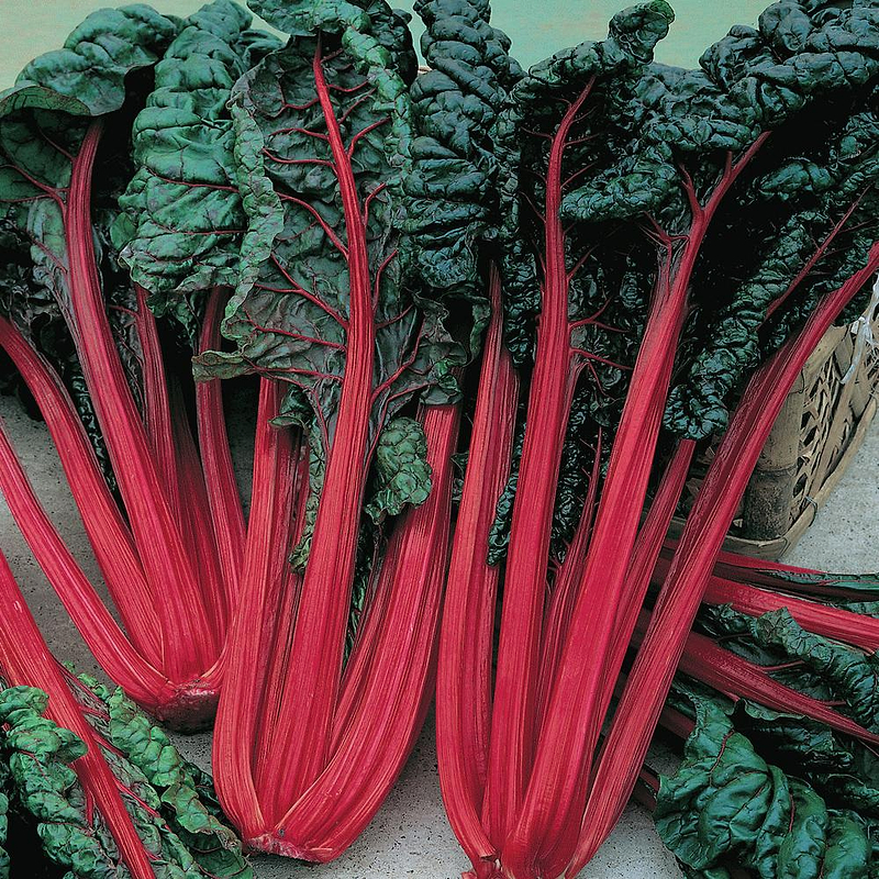 Ruby Red Swiss Chard Seeds