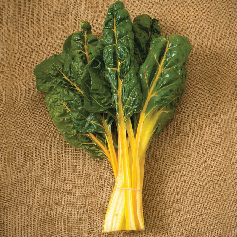 Orange Swiss Chard Seeds