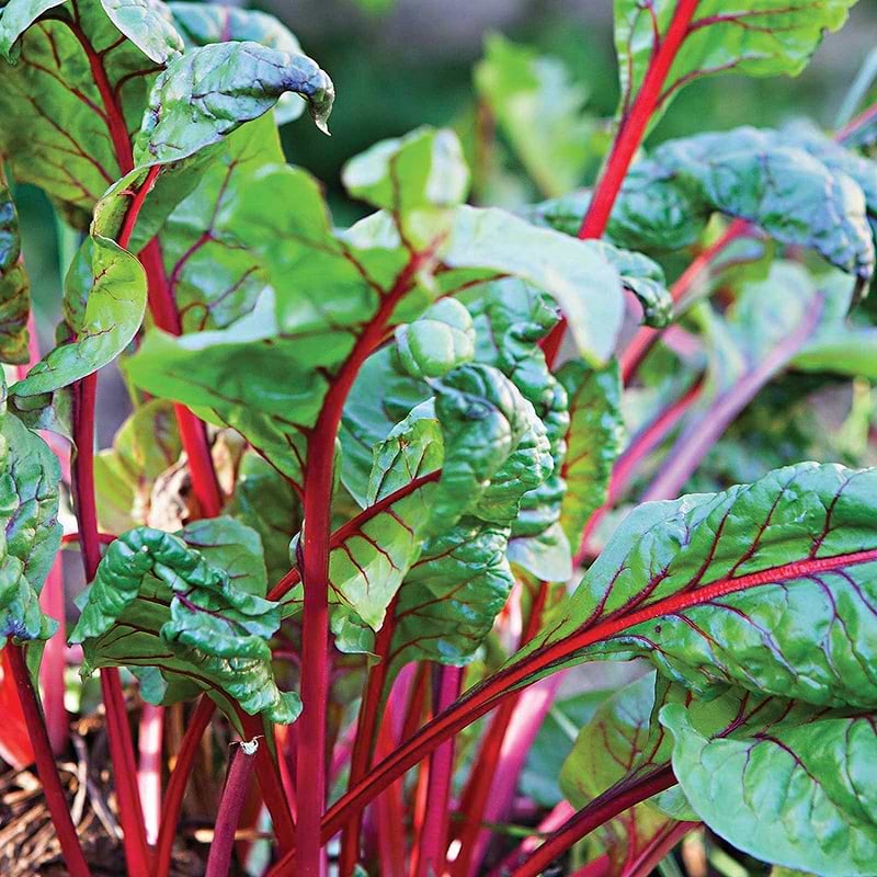 Rhubarb Swiss Chard Seeds
