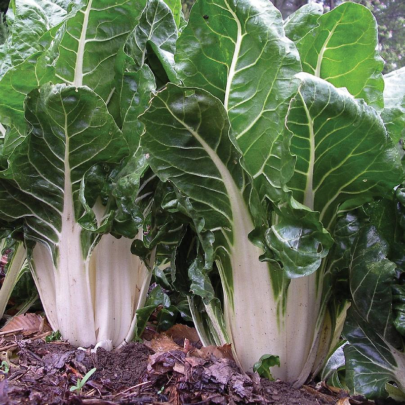 Fordhook Giant Swiss Chard Seeds
