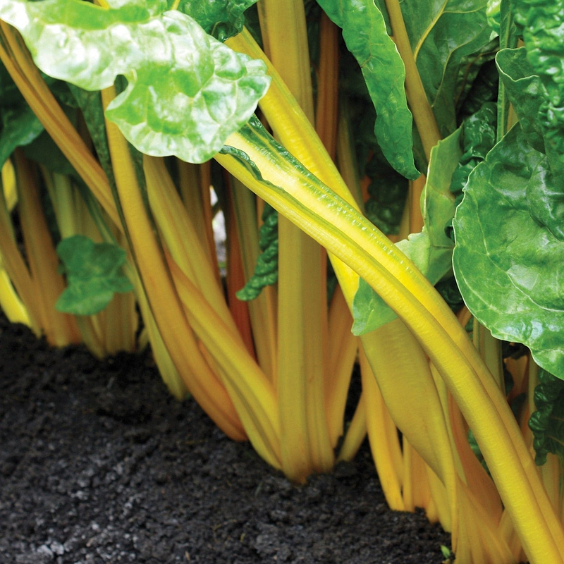 Yellow Swiss Chard Seeds